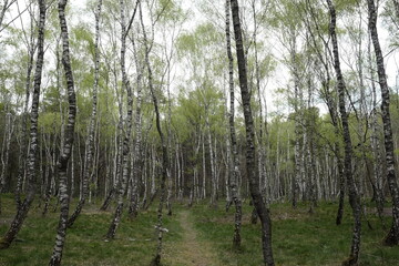 trees in the forest