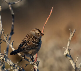 White-crowned Sparrow in fall