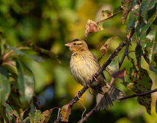 Migrant Bobolink in fall