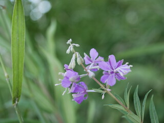 The growth of medicinal plants in natural conditions. Close-up of willow-tea flowers sway from the wind.