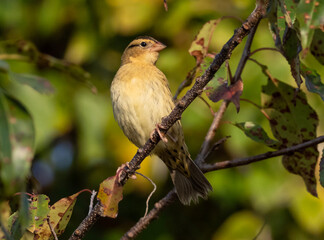 Migrating Bobolink in fall