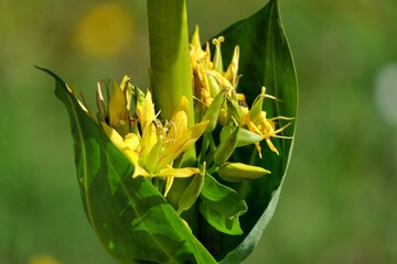Fleurs de gentiane jaune en gros plan. © Didier Sibourg