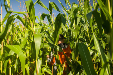 A man walks through a corn field.
