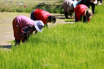 Agriculture farmer of Thai rice field work concept.Farmers grow rice in the rainy season. Thai farmer working on rice field outdoor in Agricultural of Thailand