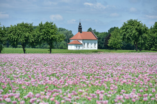 Ein Feld mit violetten Mohnblüten und der Dobl-Kapelle im Hintergrund in Reichersberg, Oberösterreich, Österreich, Europa