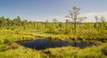 Vasenieki marsh in summer day, Latvia.