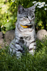 Naklejka na ściany i meble A beautiful grey cat kitten in garden on grass