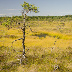Vasenieki marsh in summer day, Latvia.