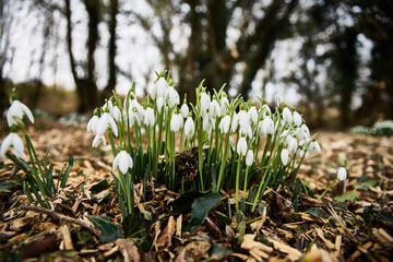 snowdrops in the forest