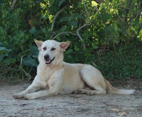 dog on the beach