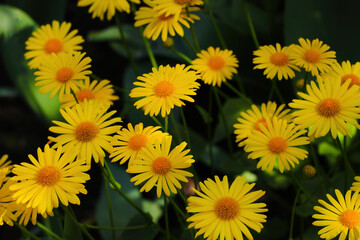 Beautiful yellow flowering daisies in the park.