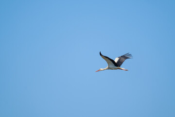 Fototapeta na wymiar Stork flying in blue sky