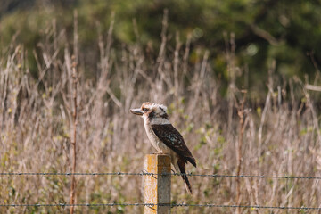 Kookaburra sitting on a fence pole.