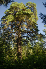 Allu pine - the largest pine in Latvia.