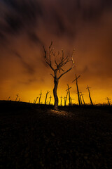 night image of a burned tree after a fire