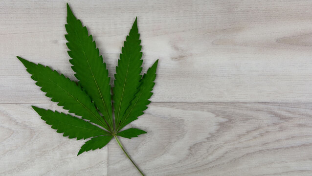 Cannabis leaf isolated on a wooden background top view stock images. Green marijuana cannabis leaf stock photo. Hemp leaf wood frame with copy space for text stock images