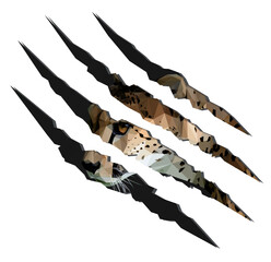 Low poly, geometrical, illustration of an African Cheetah from the side isolated inside of claw marks © ErinFrancesCampbell