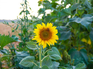 Sunflower with a bee on the background of a wheat field