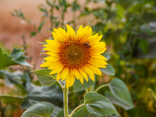 Sunflower with a bee on the background of a wheat field
