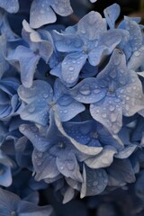 Blooming beautiful hydrangea. Natural background