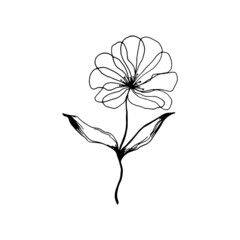 Hand drawn flower isolated on white background. Decorative doodle sketch illustration. Vector floral element.