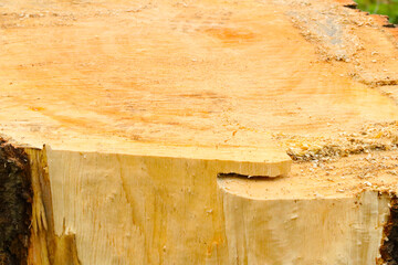 Close-up on stump. deforestation. A global problem.