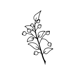 Hand drawn branch with leaves and berries isolated on white background. Decorative doodle sketch illustration. Vector floral element.
