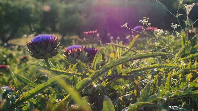 Close up of purple blooming globe artichoke flowers in a field during sunset. Natural and healthy cooking ingredients for organic Mediterranean food. Vegetable found in the Italian countryside. 4K.