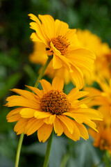 Yellow daisy gerbera or rudbeckia flower on a natural green background in the garden.