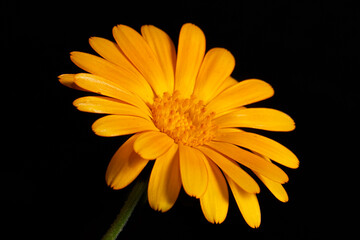 Orange flower of the pharmacy calendula on a black background. Poster.