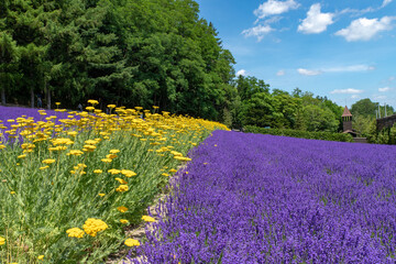 北海道　夏の富良野の風景（花畑）。