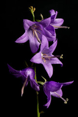 Close-up of the branch of the Otran field bell (Campanula) on a black background