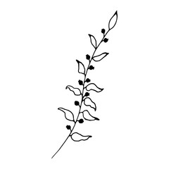 Hand drawn branch with leaves and berries isolated on white background. Decorative doodle sketch illustration. Vector floral element.