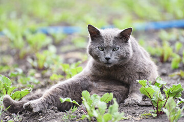 Naklejka na ściany i meble Grey cat sitting in the garden ,village wildlife photo