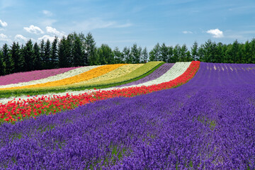 Fototapeta na wymiar 北海道　夏の富良野の風景（花畑）。