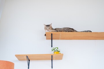 キャットウォークでリラックスして偉そうにしているキジトラ猫