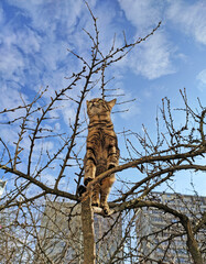 Tabby cat sitting on a tree against the blue sky in spring
