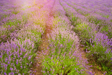 Fototapeta na wymiar Lavendelfeld mit abendlichem Sonnenlicht, Lavendel, Blüte, Lavendelanbau
