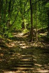 The path is a wooden staircase in a green forest. Beautiful summer landscape with sunny bunnies. Natural vertical background. The concept of hiking, hiking, recreation, weekends. Green tall trees