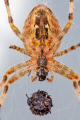 Detail underside of a European garden cross spider, Araneus diadematus