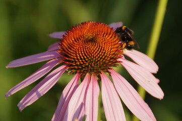 bee on a flower