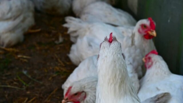 Young chickens broilers. Day, outdoors, horizontal