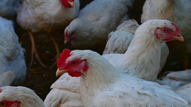 Young chickens broilers. Day, outdoors, horizontal