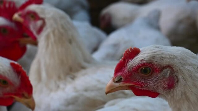 Young chickens broilers. Day, outdoors, horizontal
