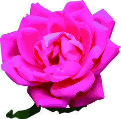 rose with a white background