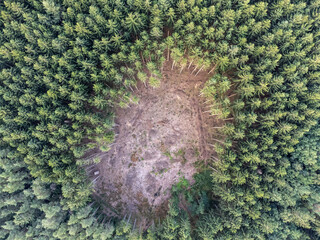 Waldsterben durch Klimawandel in Deutschland	