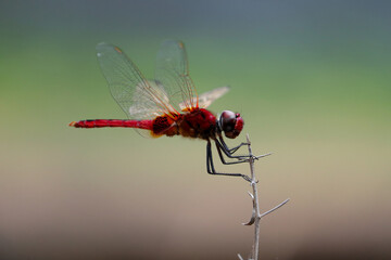 dragonfly on a flower