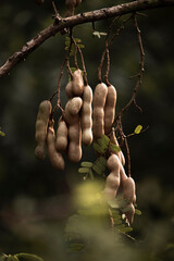 Tamarind