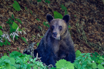 Fototapeta premium Bär an der Straße