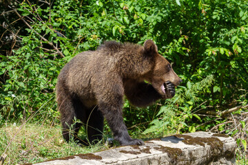 Fototapeta na wymiar Wild Bear in Romania